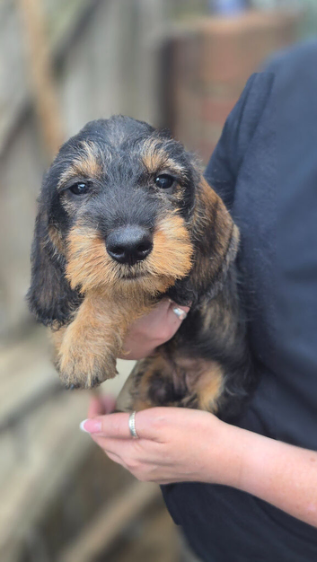 Standard wirehaired dachshund