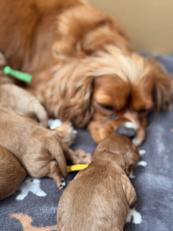 F1 Cavapoo Puppies