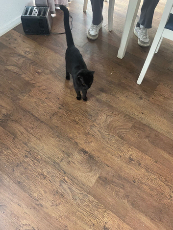 Three black and white kittens for sale