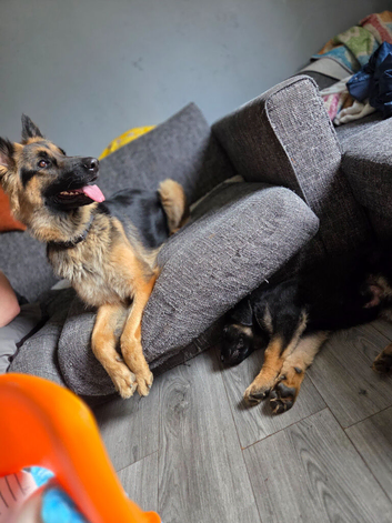 Dolly and Toby