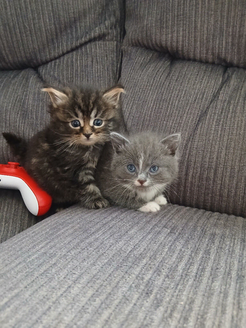 Beautiful cross kittens