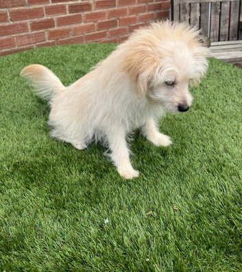 1 Pomeranian x miniature poodle puppy left available
