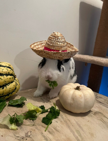 3 year old male netherland dwarf cross english spot for sale