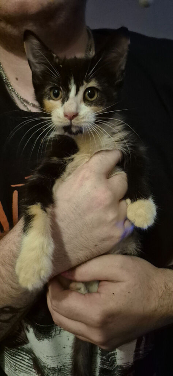 Beautiful tortoiseshell/calico female kitten. Ready now.