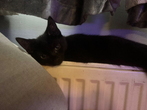 Black kitten