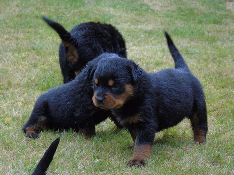 Full German rottweiler
