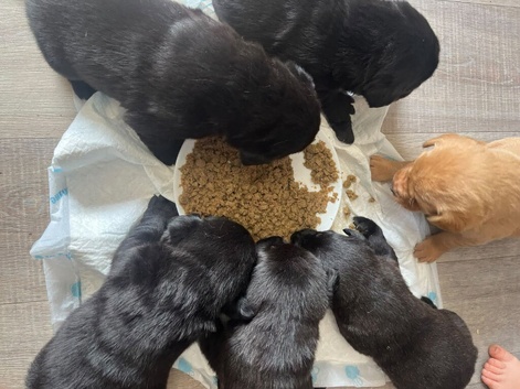 Labrador puppies for sale to leave now.