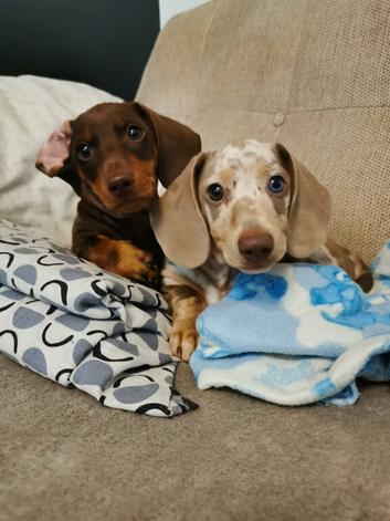 3 month old boys ready to find their forever