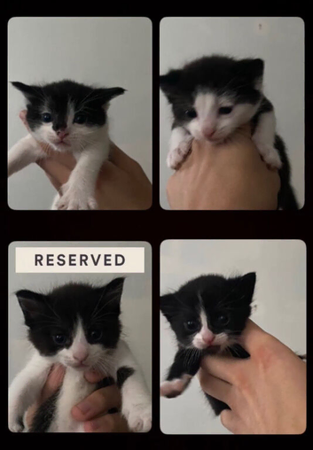 4 Kittens