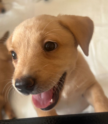 Gorgeous girl Labradors