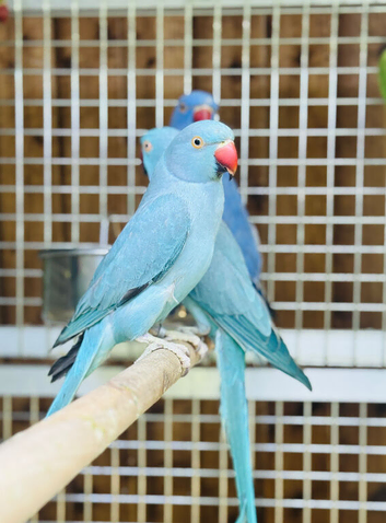 Ring neck parrot
