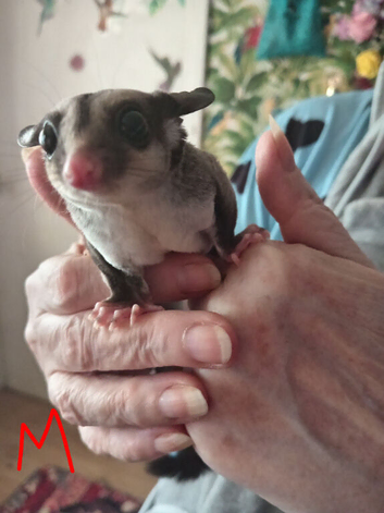 Pair of sugar gliders (ad 2)