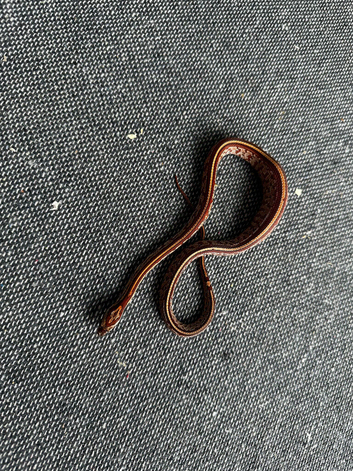 Corn Snake Hatchlings for Sale &ndash; &pound;40 Each