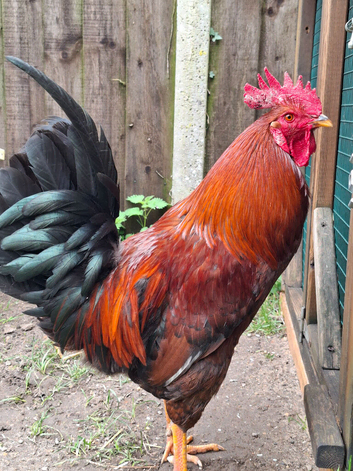 Stunning Large Fowl Cockerel for Sale