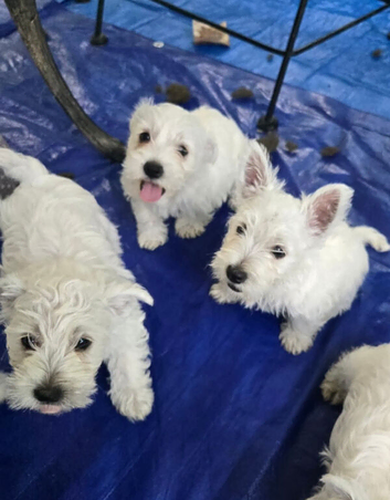 Three west highland terrier Puppy's