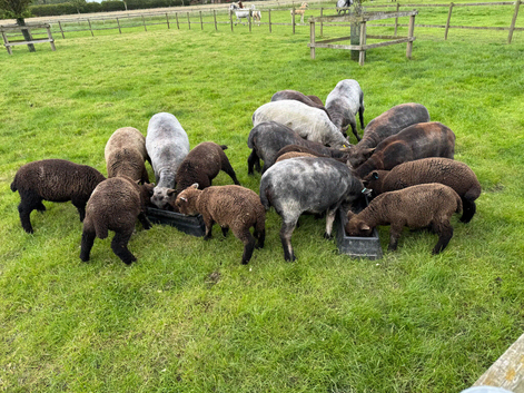 Coloured Ryeland Lambs.