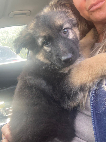 8 weeks old