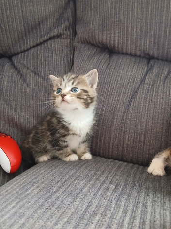 Beautiful cross kittens