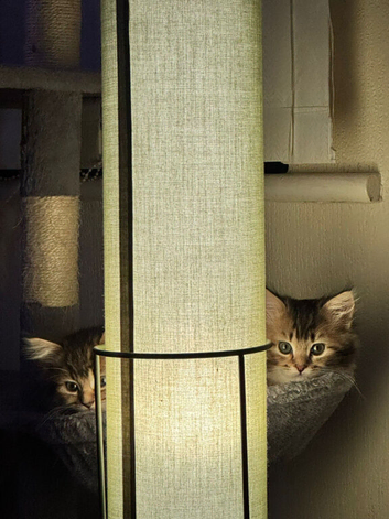 Fluffy kittens