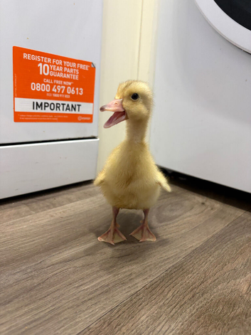 Indian runner ducklings