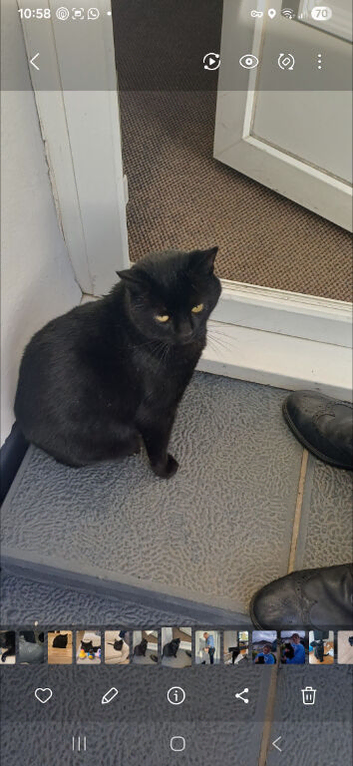 A friendly black male cat