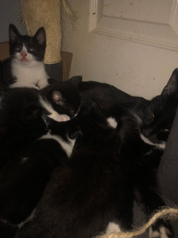 Kittens