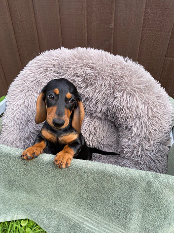 Black and Tan miniature dachshund