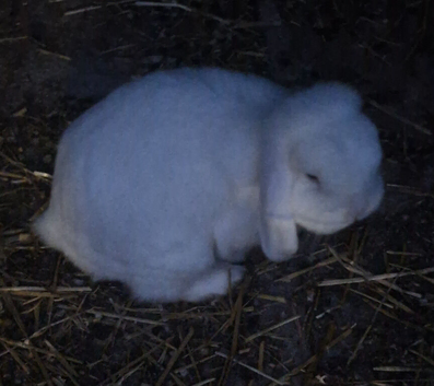 Mini lop
