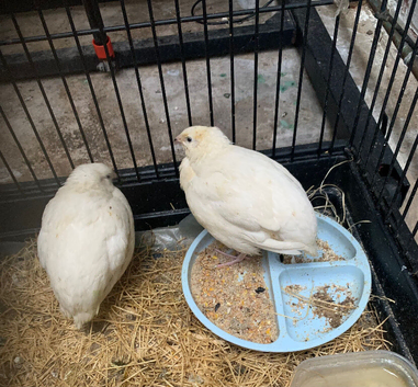 male and female quails pair