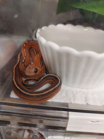 Cb26 baby corn snakes for sale