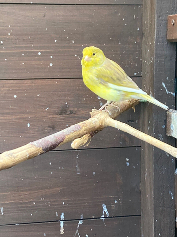 2026 young canary cocks availble