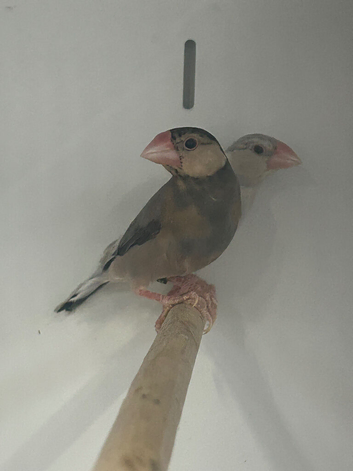 Fawn Young Java Finches