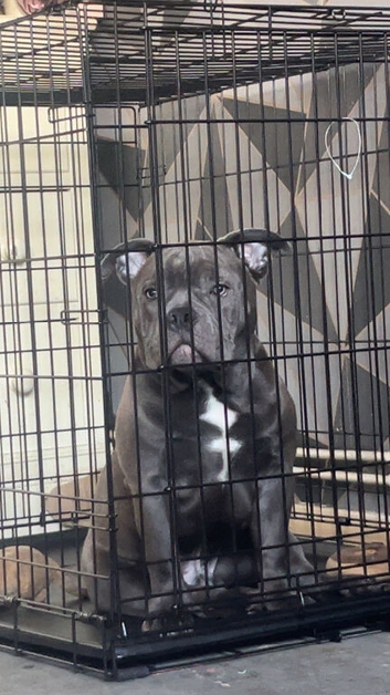 Boy