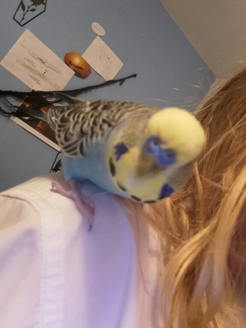 2 and a half year old male Budgie