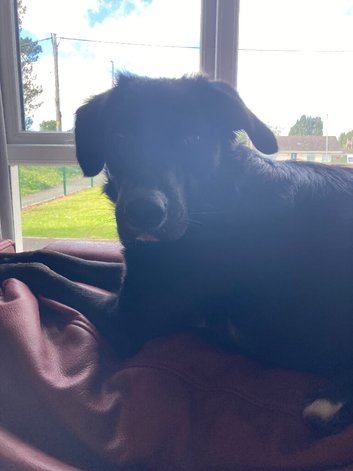 Rehoming male dog