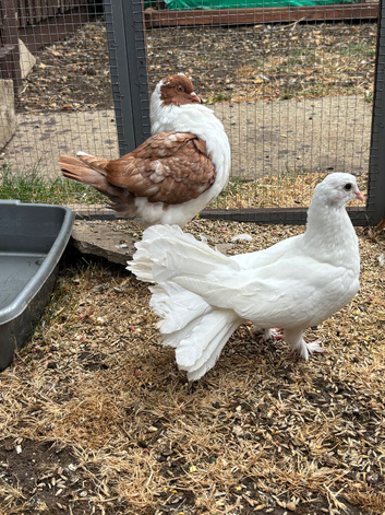 6 pigeons for sale