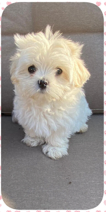 READY NOW!! TINY KOREAN MALTIPOO PUPPIES