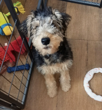 Rare SHOW Type KC Registered Lakeland Male Terrier