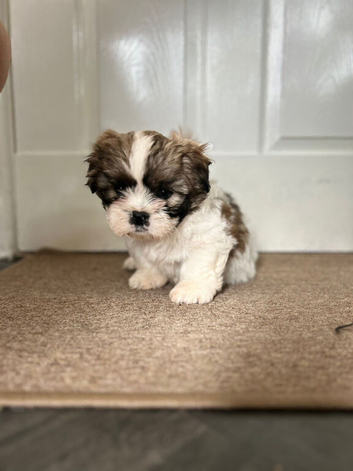 gorgeous Shihtzu pup