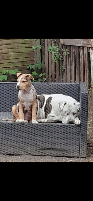 6 month American pup