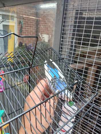 Baby hand tame budgie and cage