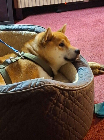 Shiba inu