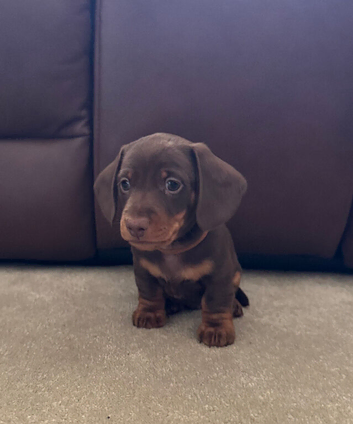 *Ready Now* Chocolate Miniature Dachshund Boy | Home Raised | Ready Soon
