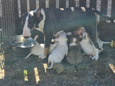 English bullterriers Champion blood lipne pups forsale