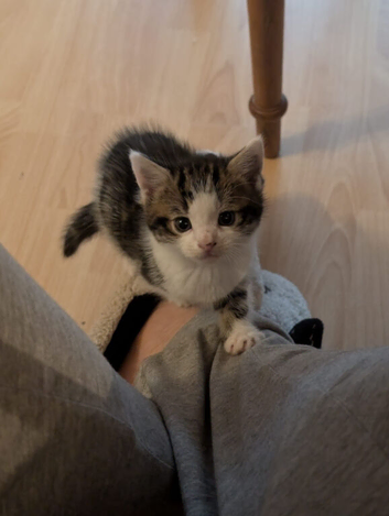 Kittens Looking for a Loving Home