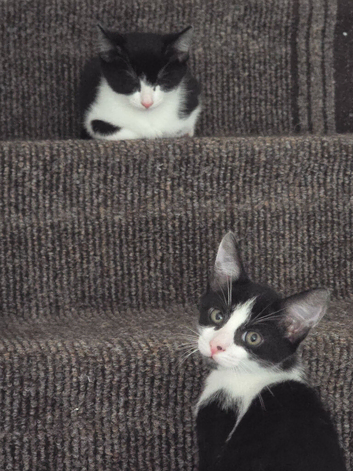 2 boy kittens available ready to leave