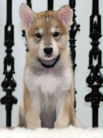 Timber wolfalike puppies