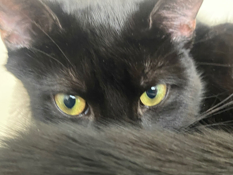Bombay Black Panther