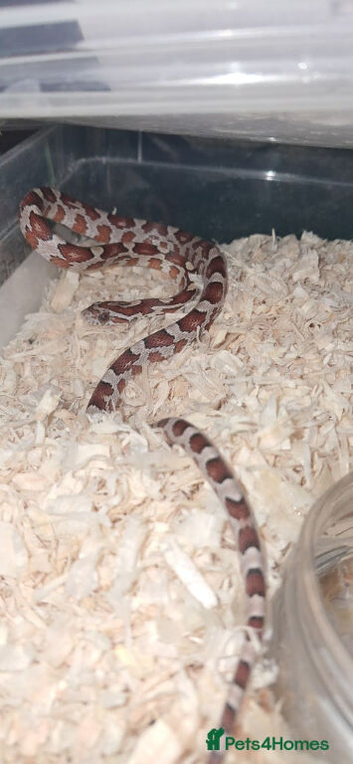Baby corn snakes