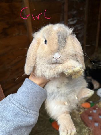 Gorgeous mini lop babies